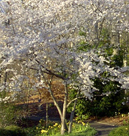 Tree at GA park